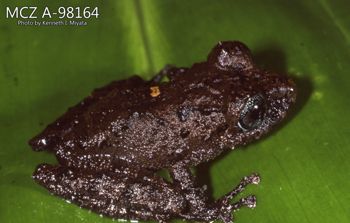 Media type: image;   Herpetology A-98164 Description: Photo of animal in life, taken in the field by Dr. Kenneth Ichiro Miyata. A slide of the photo was scanned in 2012 by Melissa Wooley.;  Aspect: lateral